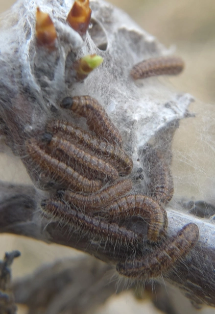 Aporia crataegi - galagonyalepke