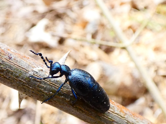 Meloe proscarabaeus - közönséges nünüke