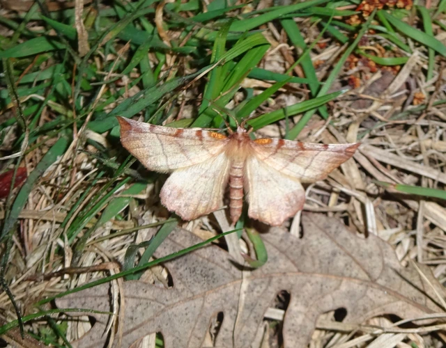 Selenia dentaria - kétfoltos holdasaraszoló