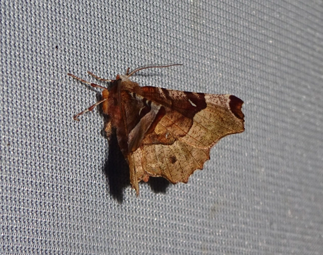 Selenia tetralunaria - négyfoltos holdasaraszoló