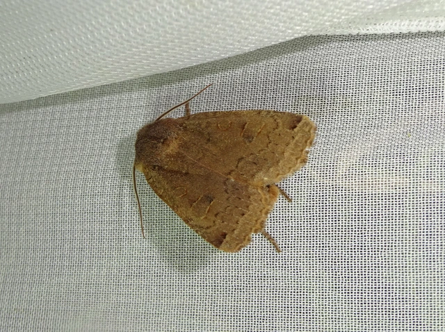 Conistra erythrocephala - vörösfejű őszibagoly