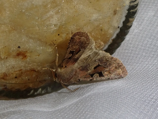 Orthosia gothica - feketefoltos barkabagoly