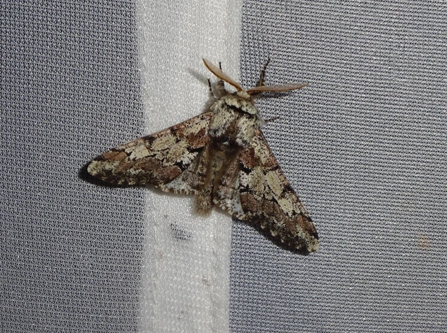 Biston strataria - barnapettyes araszoló