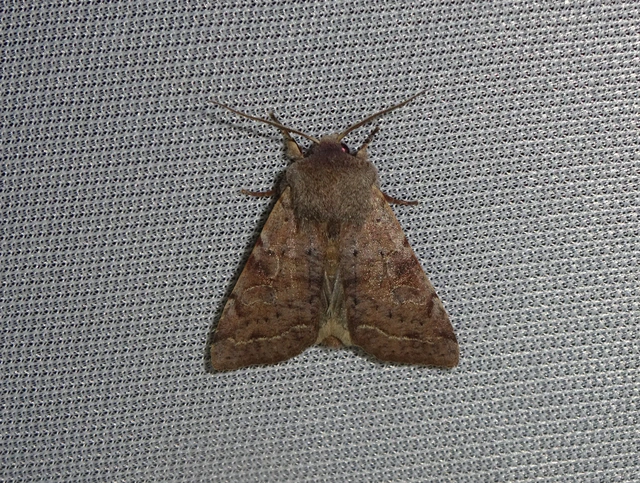 Orthosia incerta - változékony barkabagoly