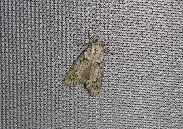 Diurnea fagella - szürke tavaszimoly