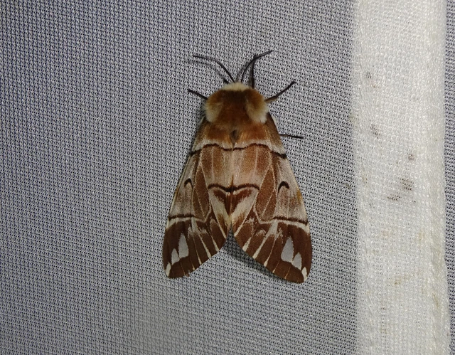 Endromis versicolora - tarkaszövő