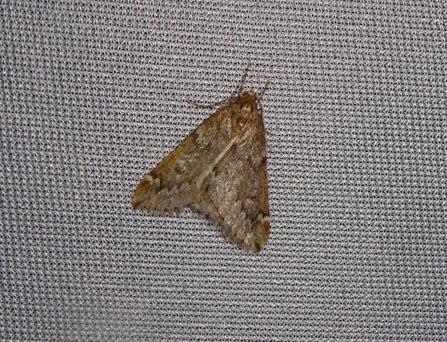 Alsophila aescularia - vadgesztenye-araszoló