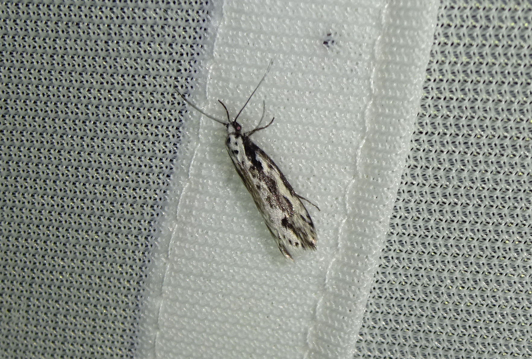 Ethmia fumidella - korai feketemoly