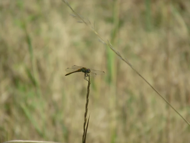 Sympetrum fonscolombii - vándor katona-szitakötő