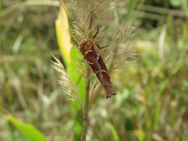 Triodia sylvina - kis gyökérrágólepke