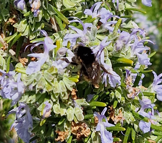 Bombus humilis - változékony poszméh