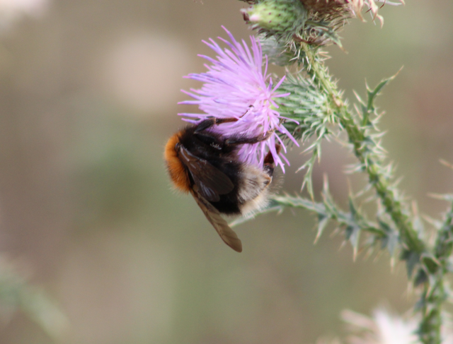 Bombus hypnorum - mohás poszméh