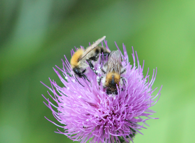 Bombus pascuorum - mezei poszméh