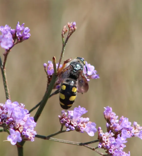 Colpa sexmaculata - hatfoltos tőrösdarázs