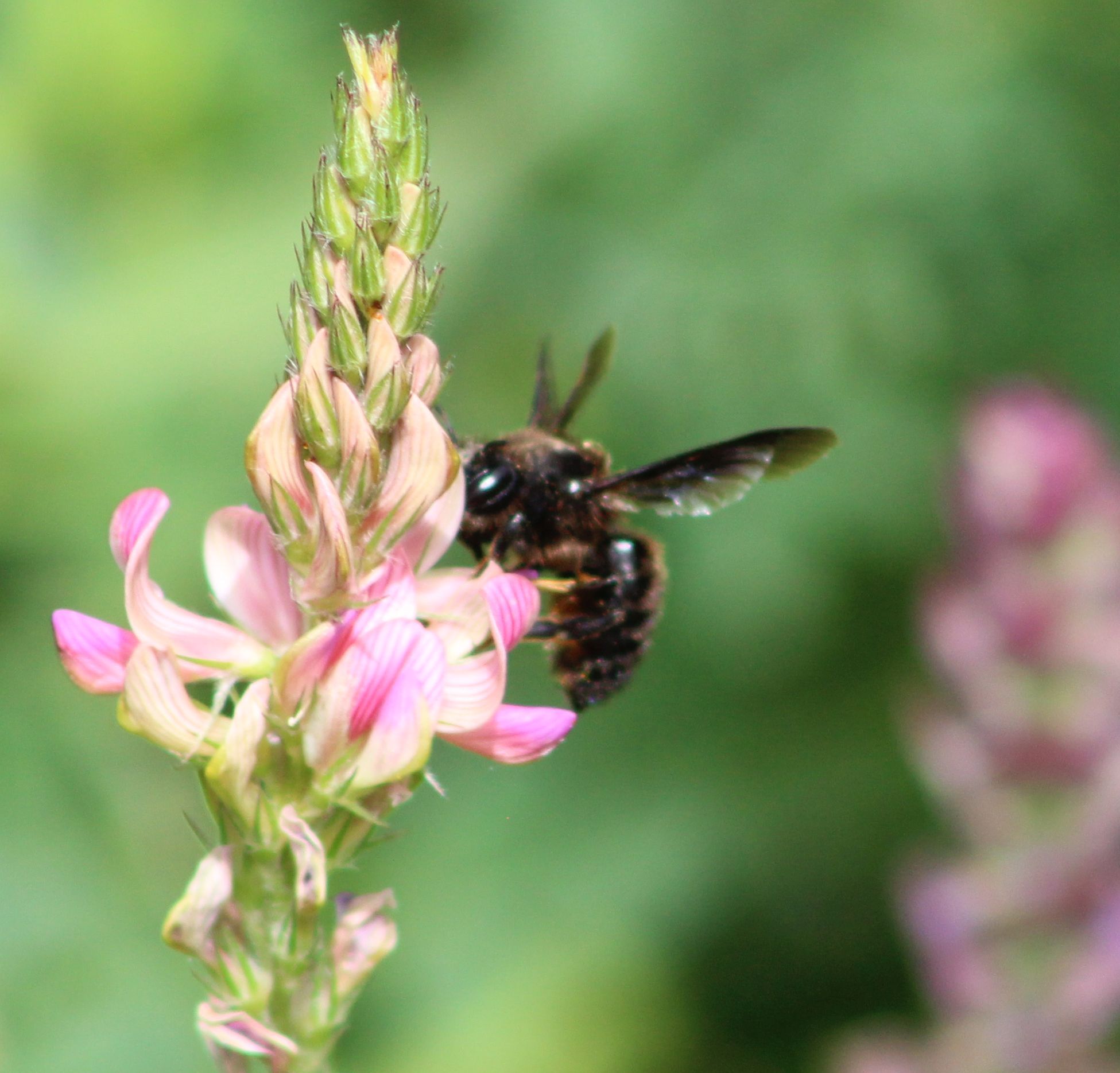 Megachile parietina