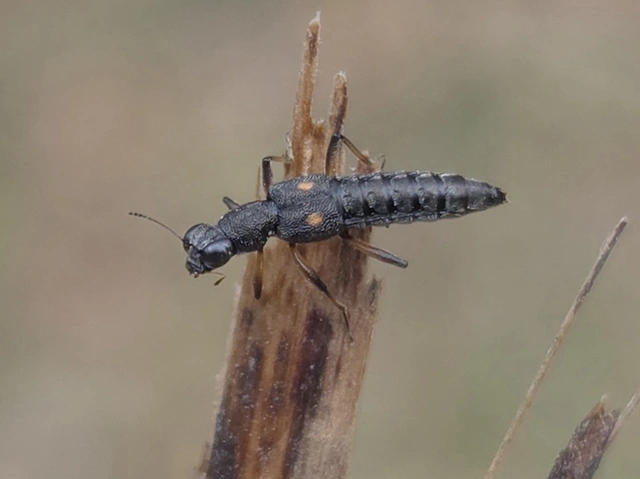 Stenus bimaculatus - kétfoltos szemesholyva