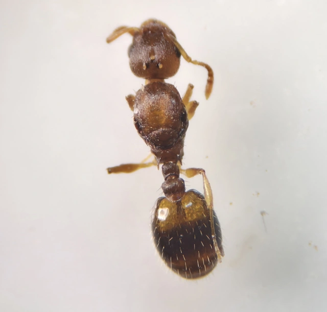 Temnothorax crassispinus - gubacslakó kéreghangya
