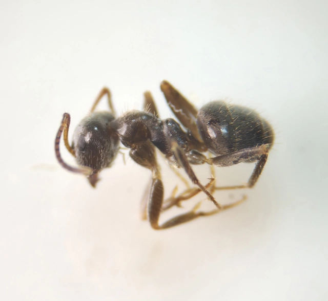 Lasius platythorax - erdei feketehangya