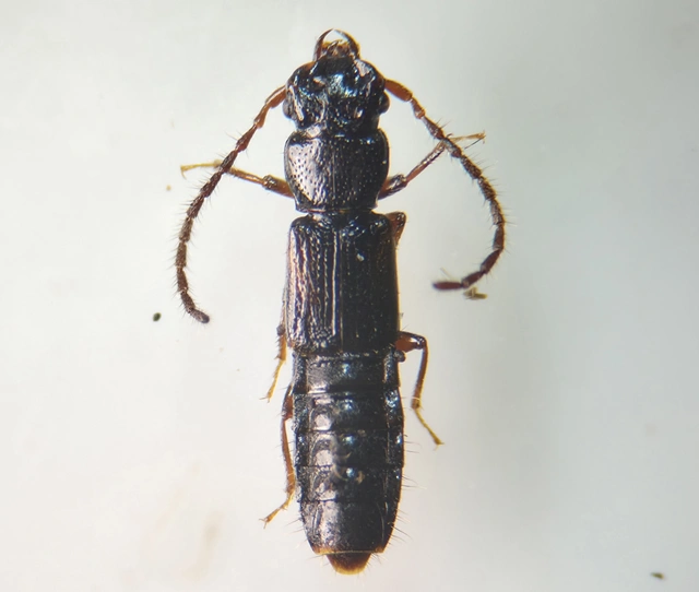 Siagonium humerale - vállfoltos lapholyva