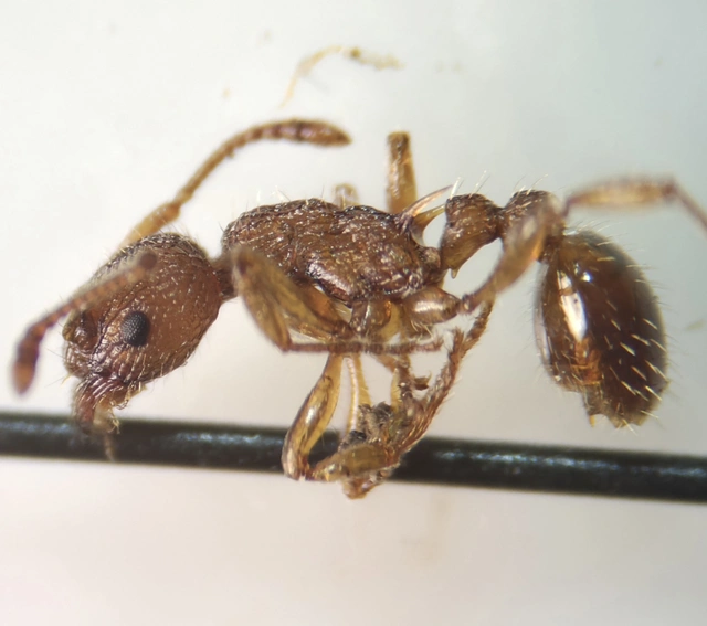 Myrmica sabuleti - gyakori bütyköshangya