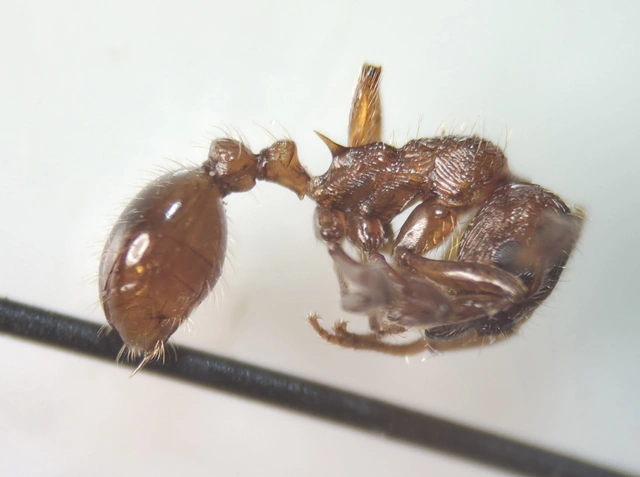 Myrmica rubra - közönséges bütyköshangya