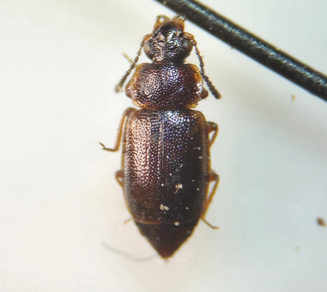 Anthobium atrocephalum - feketésfejű felemásholyva