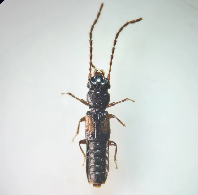 Siagonium humerale - vállfoltos lapholyva