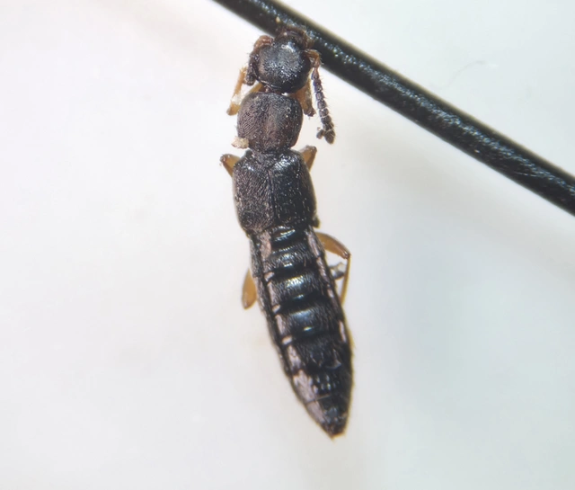Dinaraea aequata - szemölcsös penészholyva