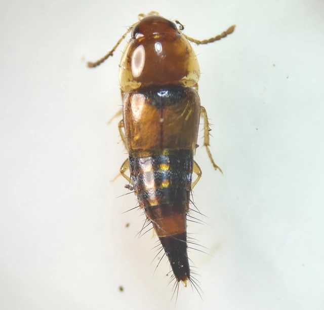 Tachyporus formosus - sárgás kószaholyva