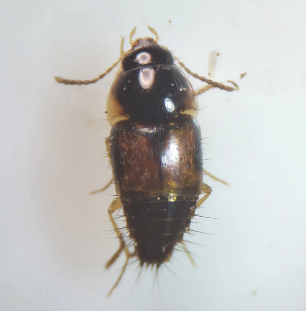Tachyporus hypnorum - közönséges kószaholyva