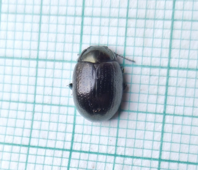 Chrysolina oricalcia - bronzos levélbogár