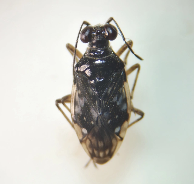 Saldidae - partipoloskák