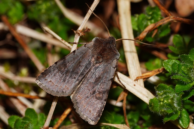 Cerastis rubricosa - vörhenyes tavaszibagoly