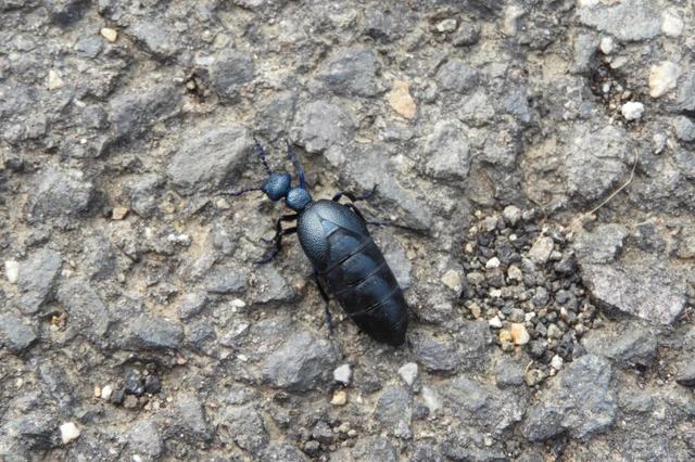 Meloe proscarabaeus - közönséges nünüke