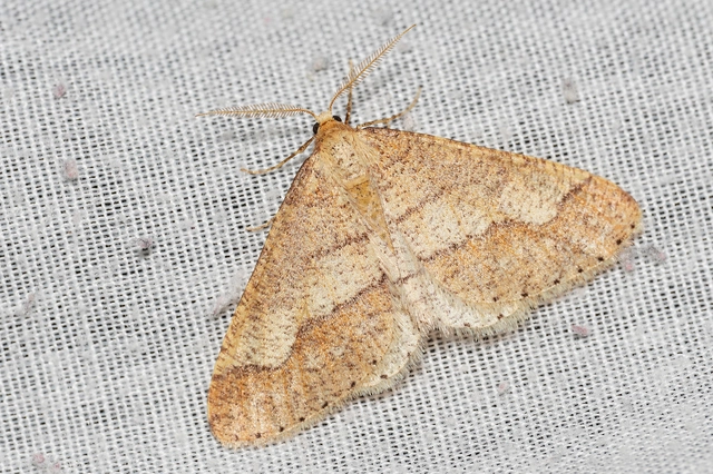 Agriopis marginaria - sárgás téliaraszoló