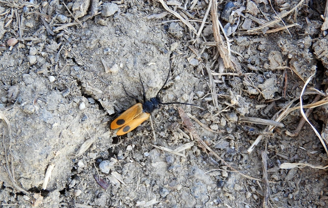 Apalus bimaculatus - kétfoltos élősdibogár