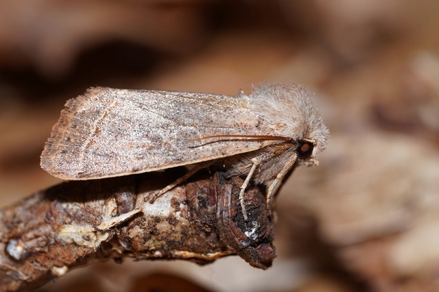 Orthosia cerasi - közepes barkabagoly