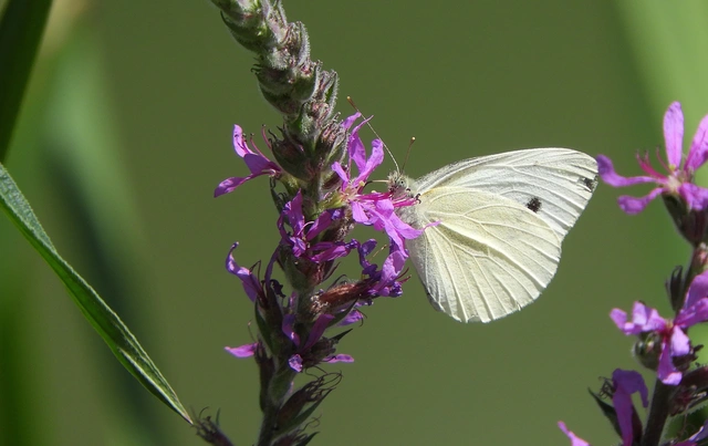 Pieris rapae - répalepke