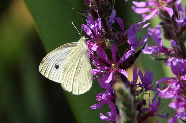 Pieris rapae - répalepke