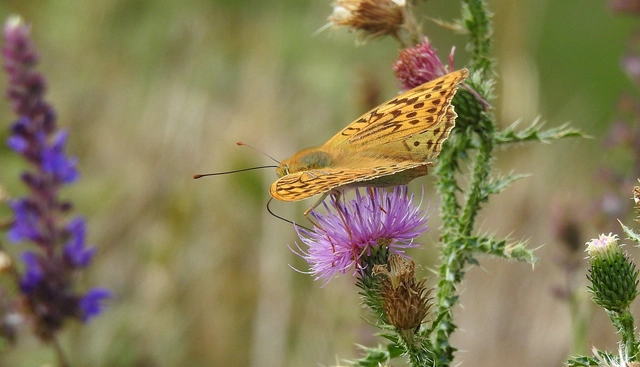Argynnis pandora - zöldes gyöngyházlepke