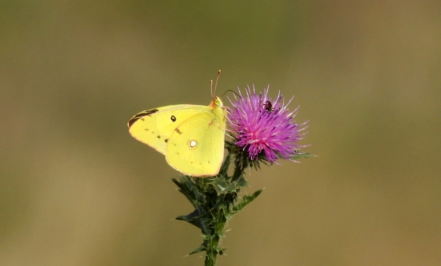 Colias erate - csángó-kéneslepke
