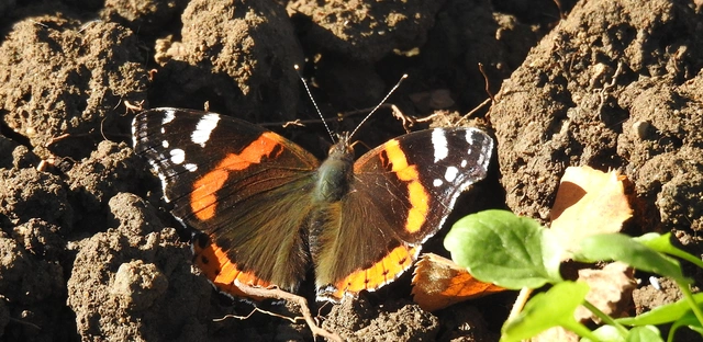 Vanessa atalanta - atalantalepke