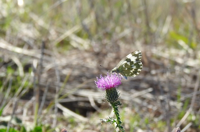 Pontia edusa - rezedalepke