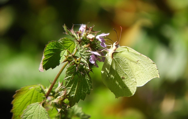 Gonepteryx rhamni - citromlepke