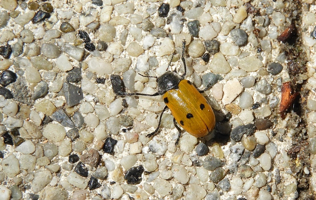 Lachnaia sexpunctata - szőrösnyakú zsákhordóbogár