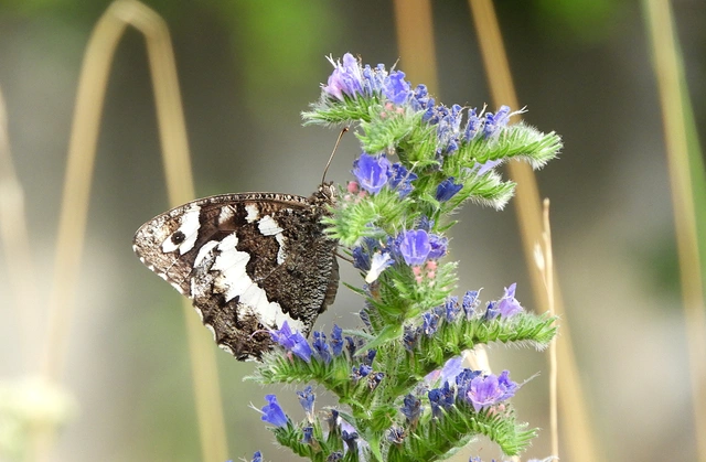 Brintesia circe - fehéröves szemeslepke