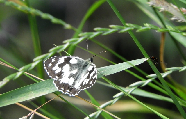 Melanargia galathea - sakktáblalepke
