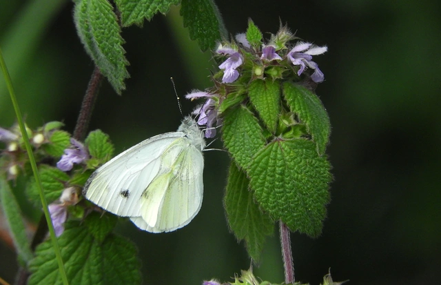 Pieris napi - repcelepke