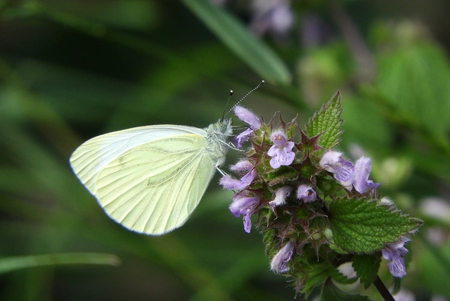 Pieris napi - repcelepke