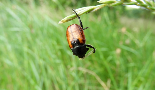 Anisoplia austriaca - osztrák szipoly